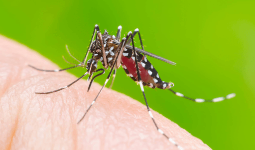 Kiểm soát sốt xuất huyết dengue