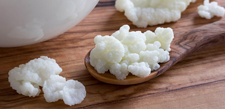 Nấm sữa kefir là gì và các công dụng của nấm sữa kefir đối với sức khỏe