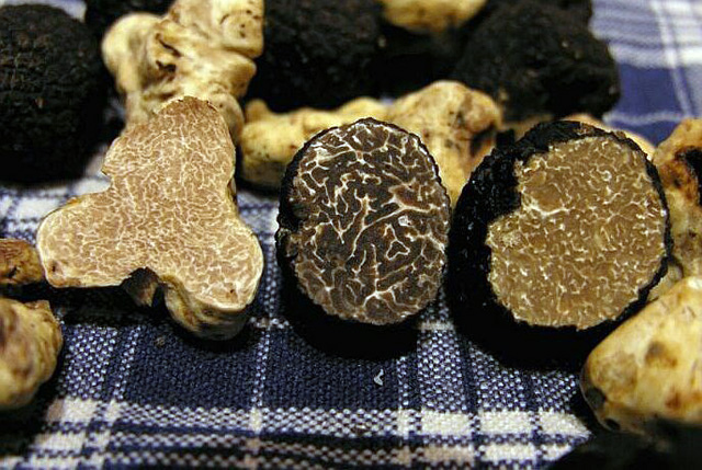 Nấm truffle là gì và những lý do loại nấm này lại có giá trên trời như vậy