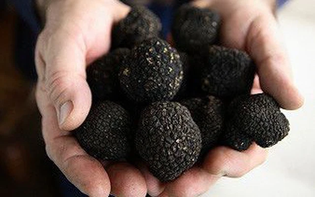 Nấm truffle là gì và những lý do loại nấm này lại có giá trên trời như vậy